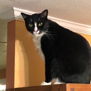 Meet your Posher, Michael